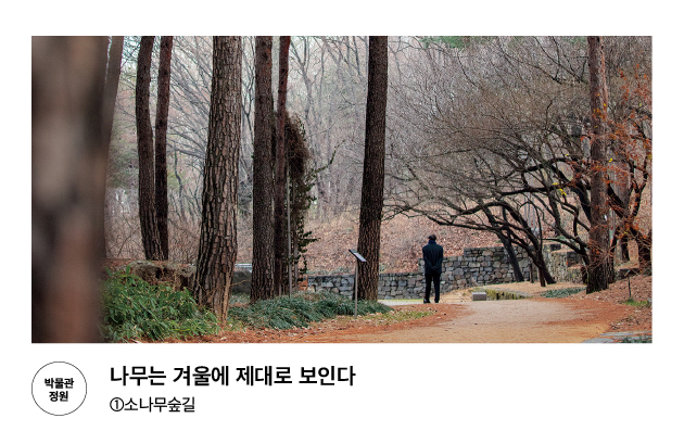 [박물관정원] 나무는 겨울에 제대로 보인다 ①소나무숲길