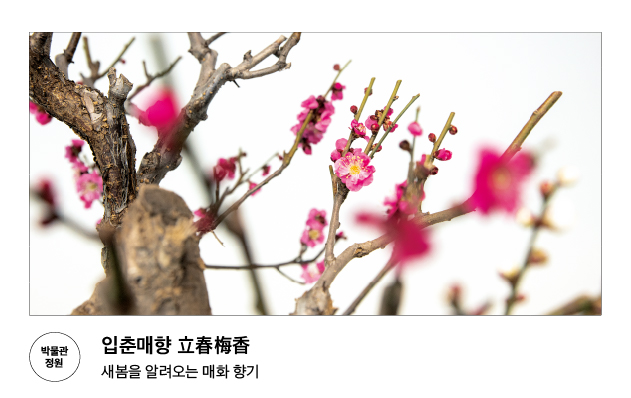 [박물관 정원]입춘매향 立春梅香 새봄을 알려오는 매화 향기