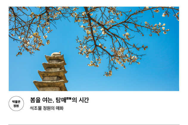 [박물관 정원] 봄을 여는, 탐매의 시간 석조물 정원의 매화